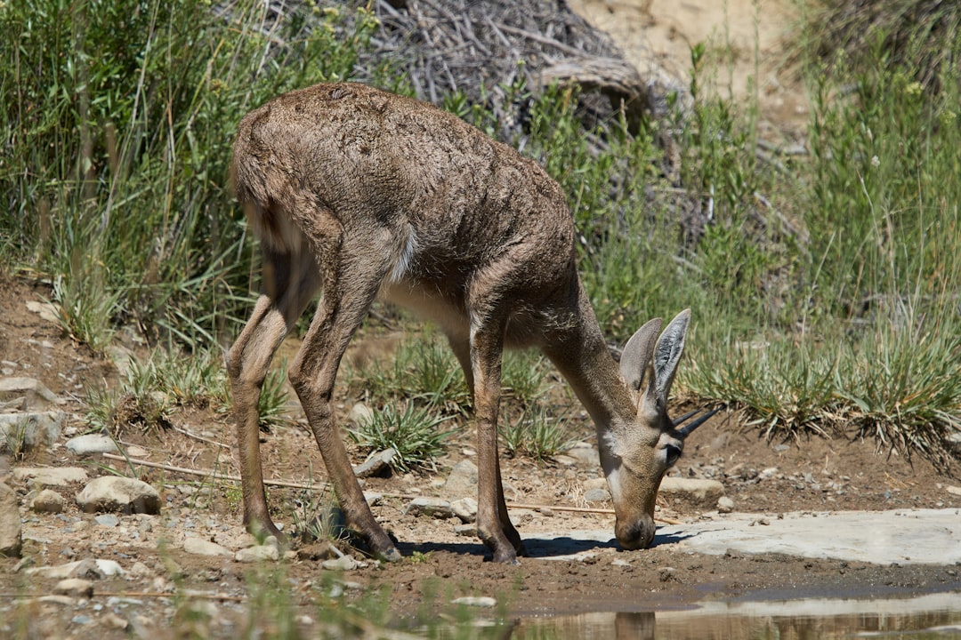 brown deer on brown dirt during daytime