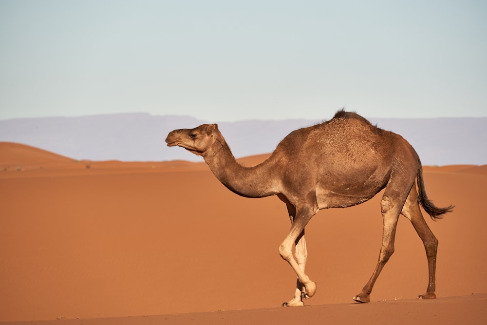 brown camel on desert during daytime