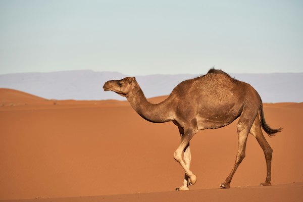Brown camel on desert during daytime — Merzouga & the Sahara, Morocco