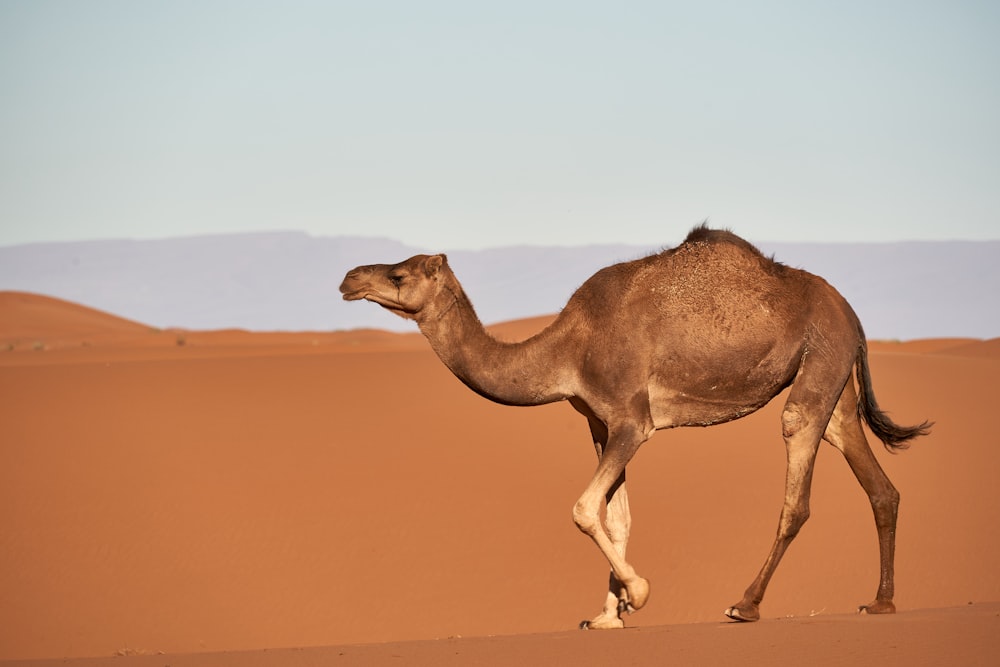 낮 동안 사막에 갈색 낙타