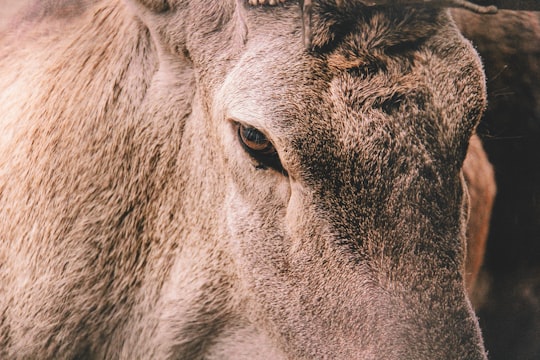 close up photo of gray cow in Baku Azerbaijan