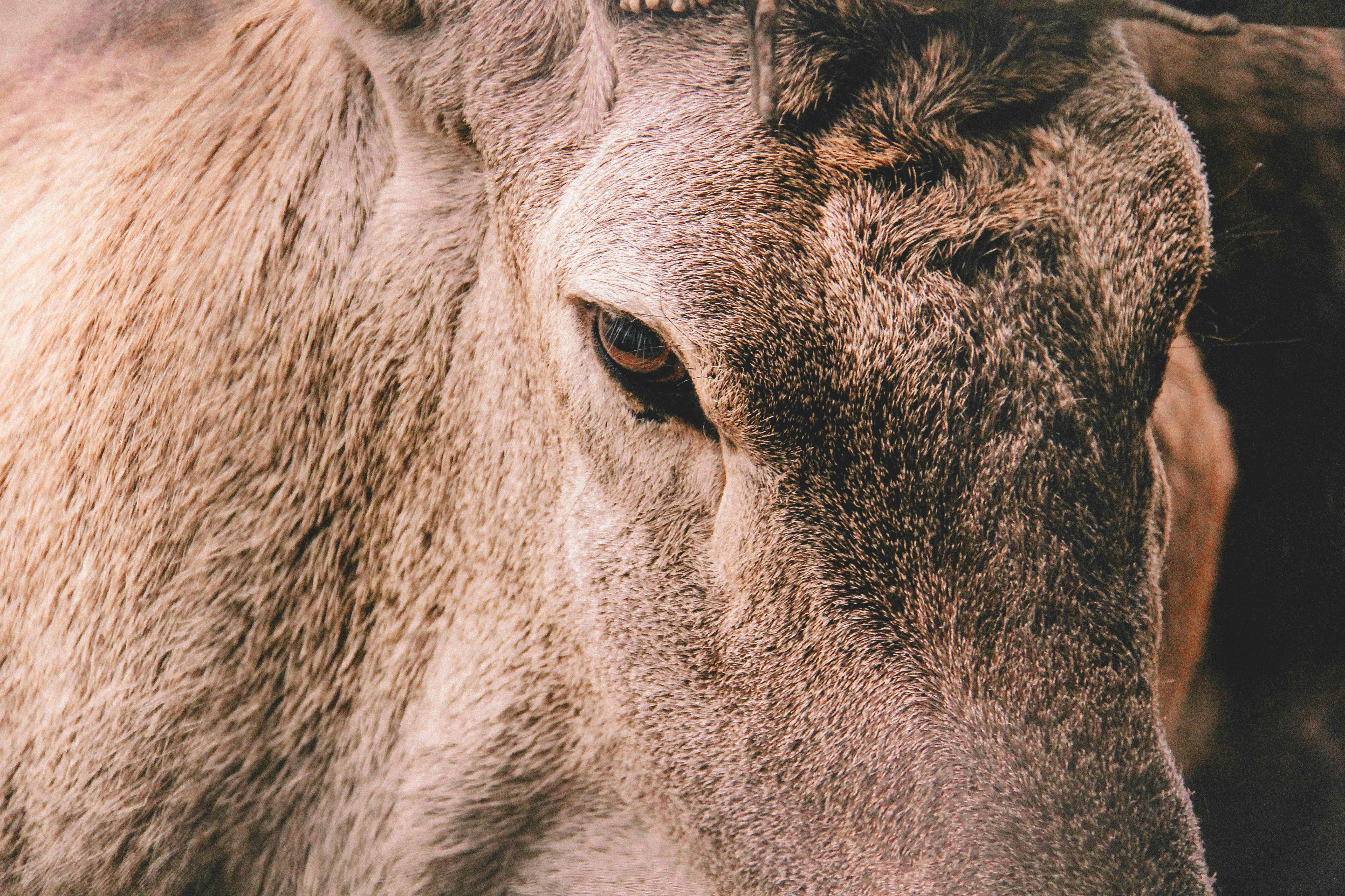 close up photo of gray cow