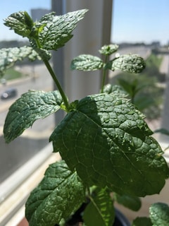Close-up of fresh green mint leaves glistening with morning dew.