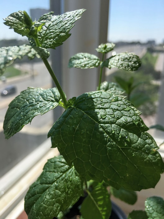 Close-up of a clear bottle of mint-flavored mouthwash with fresh mint leaves beside it