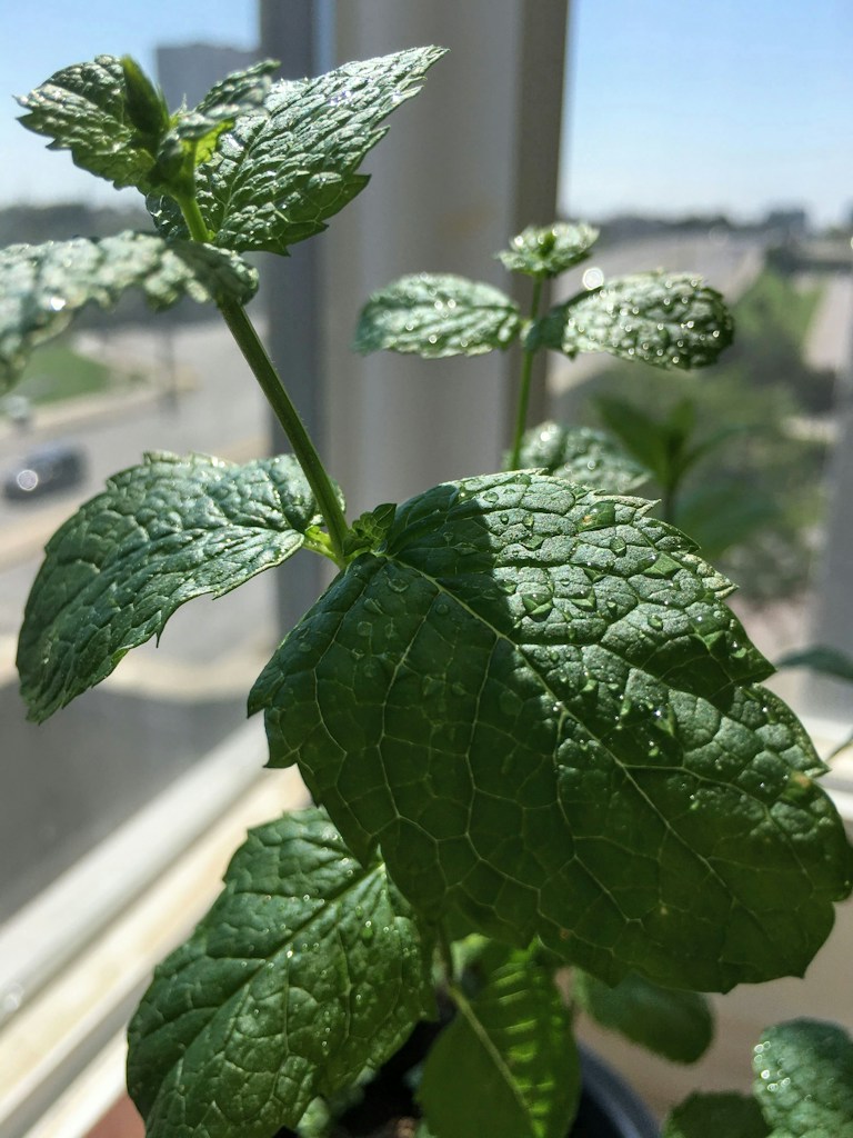 Everyday Moringa Powder