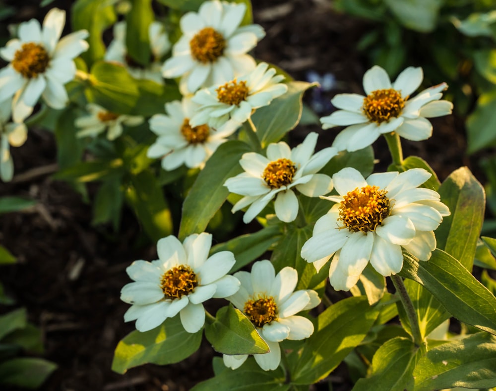 white flowers with green leaves