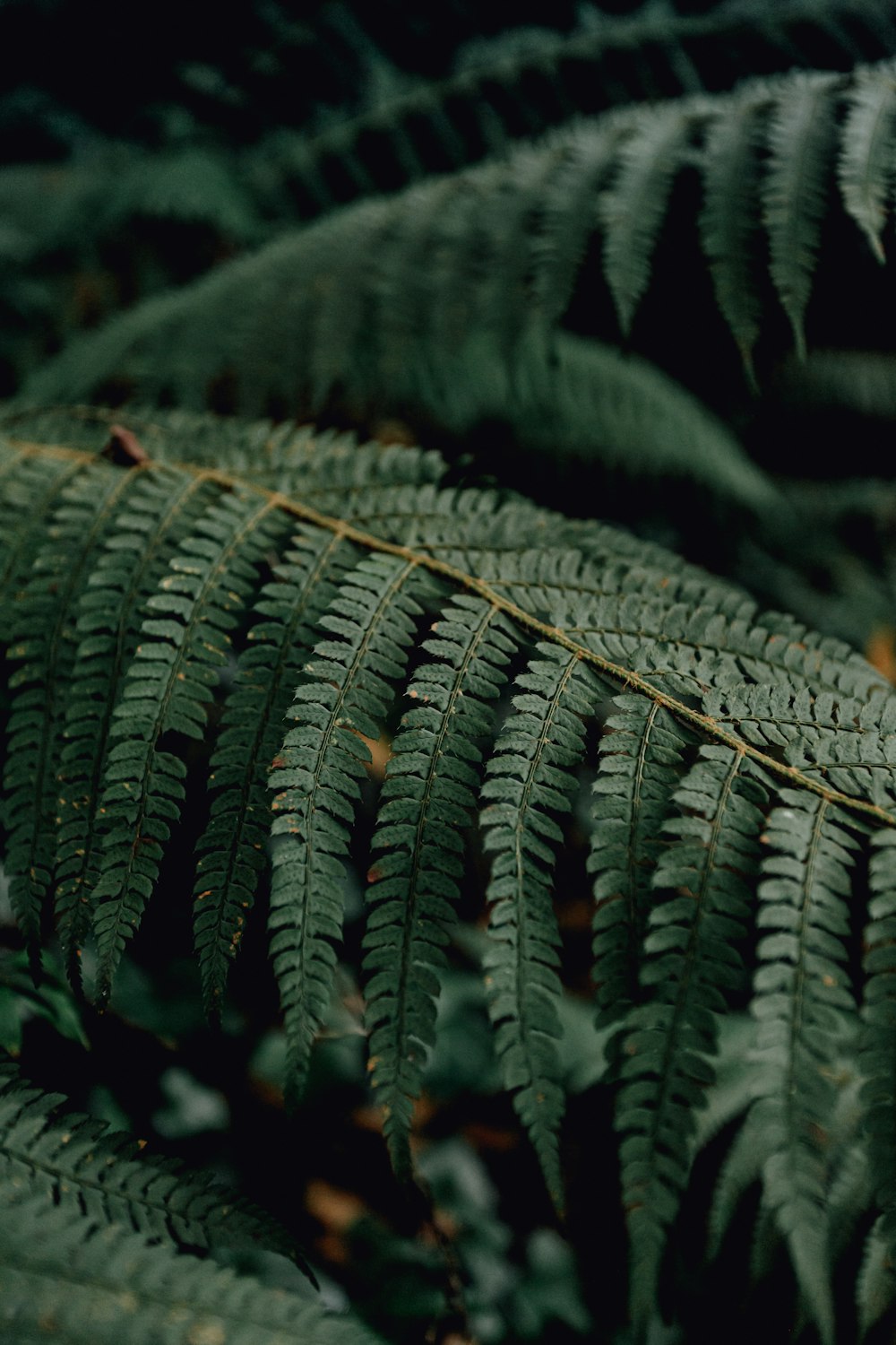 green fern plant in close up photography