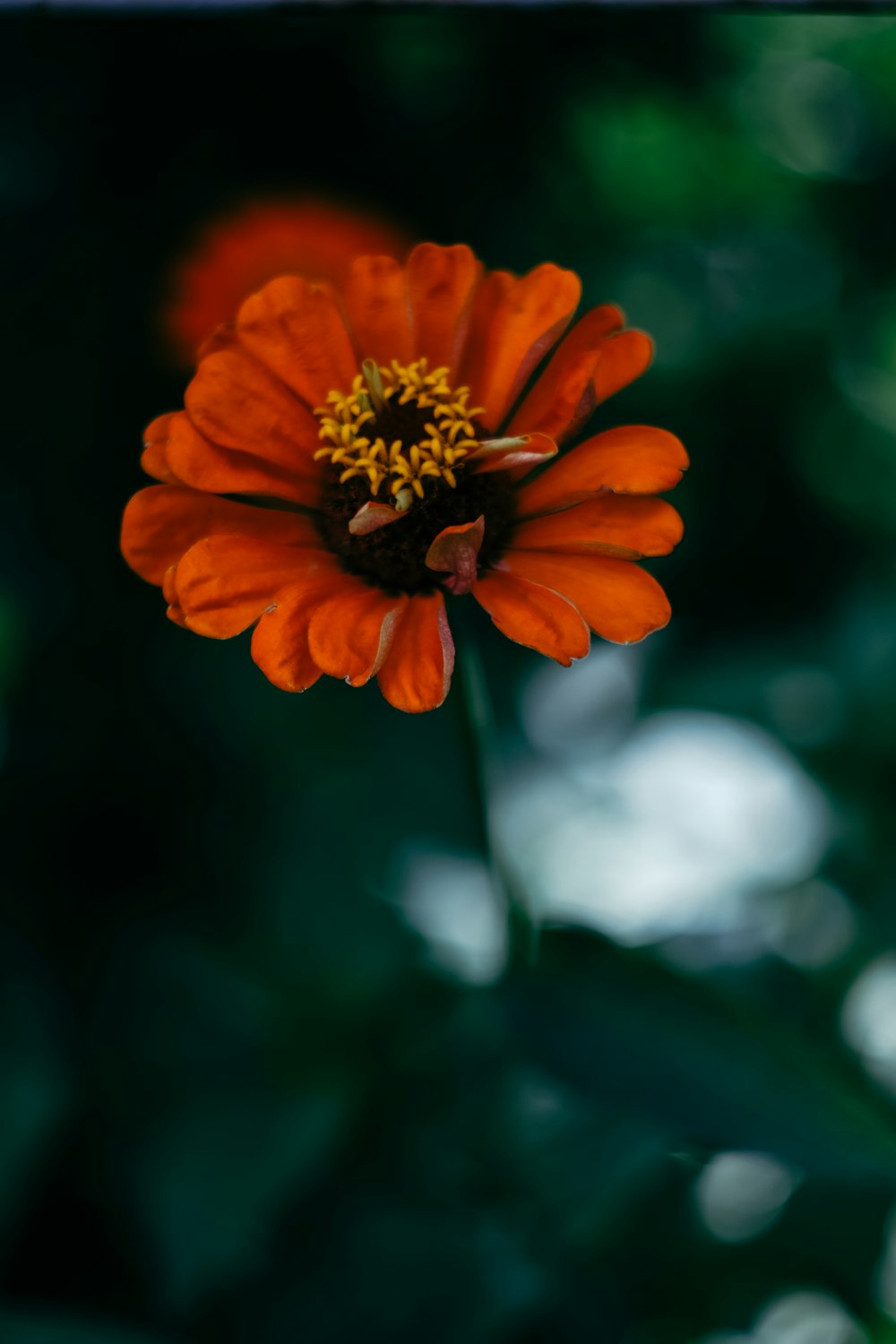 orange flower in tilt shift lens