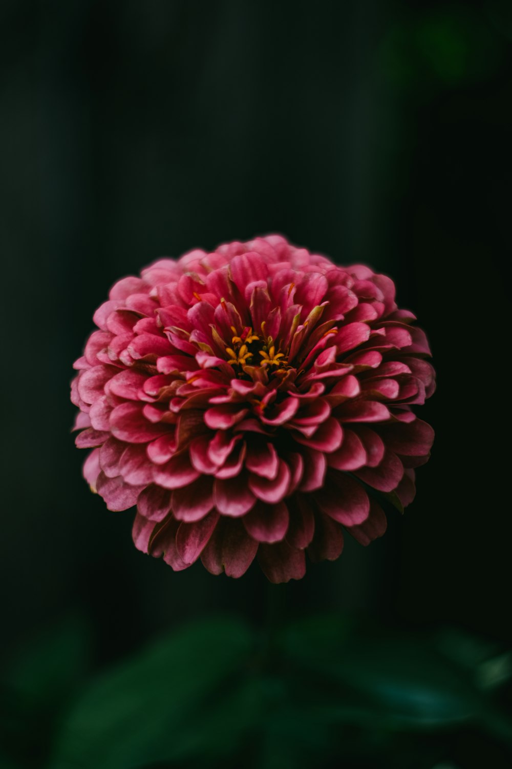 pink dahlia in bloom close up photo