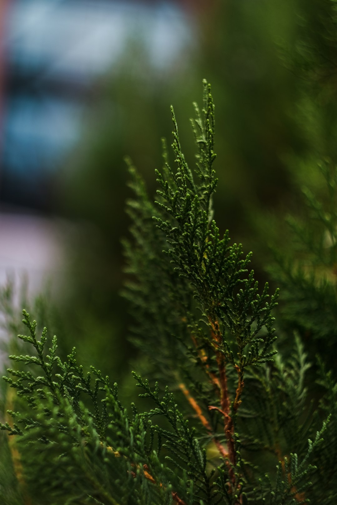 green pine tree in close up photography