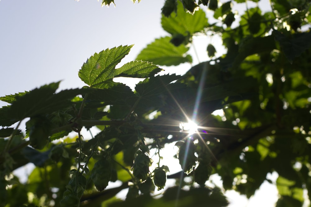 folhas verdes sob o céu azul durante o dia