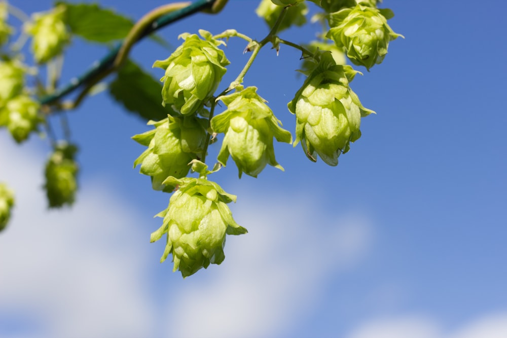 boutons floraux verts dans une lentille à bascule