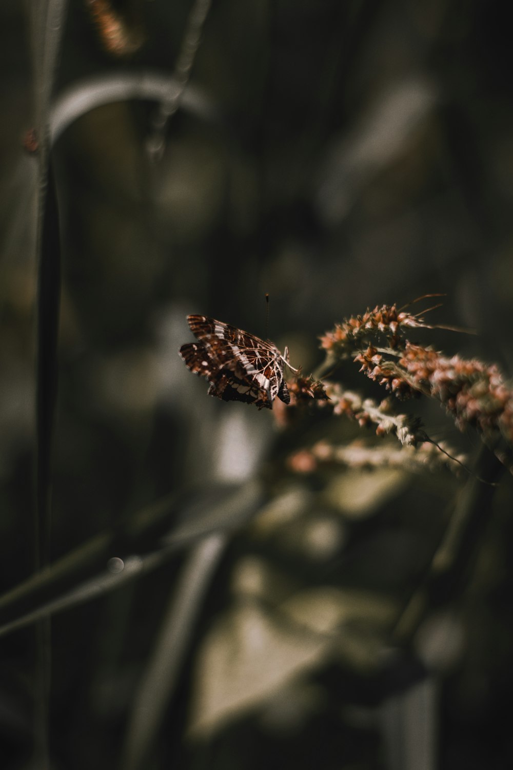 brown plant in tilt shift lens