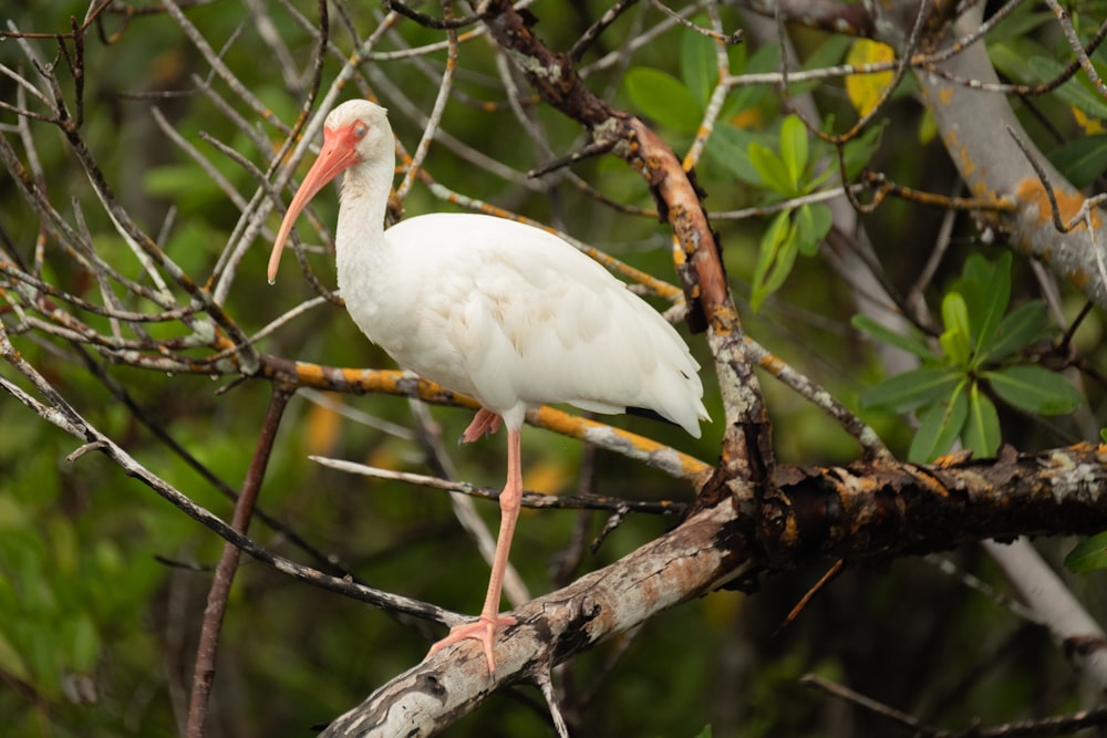 white bird on brown tree branch