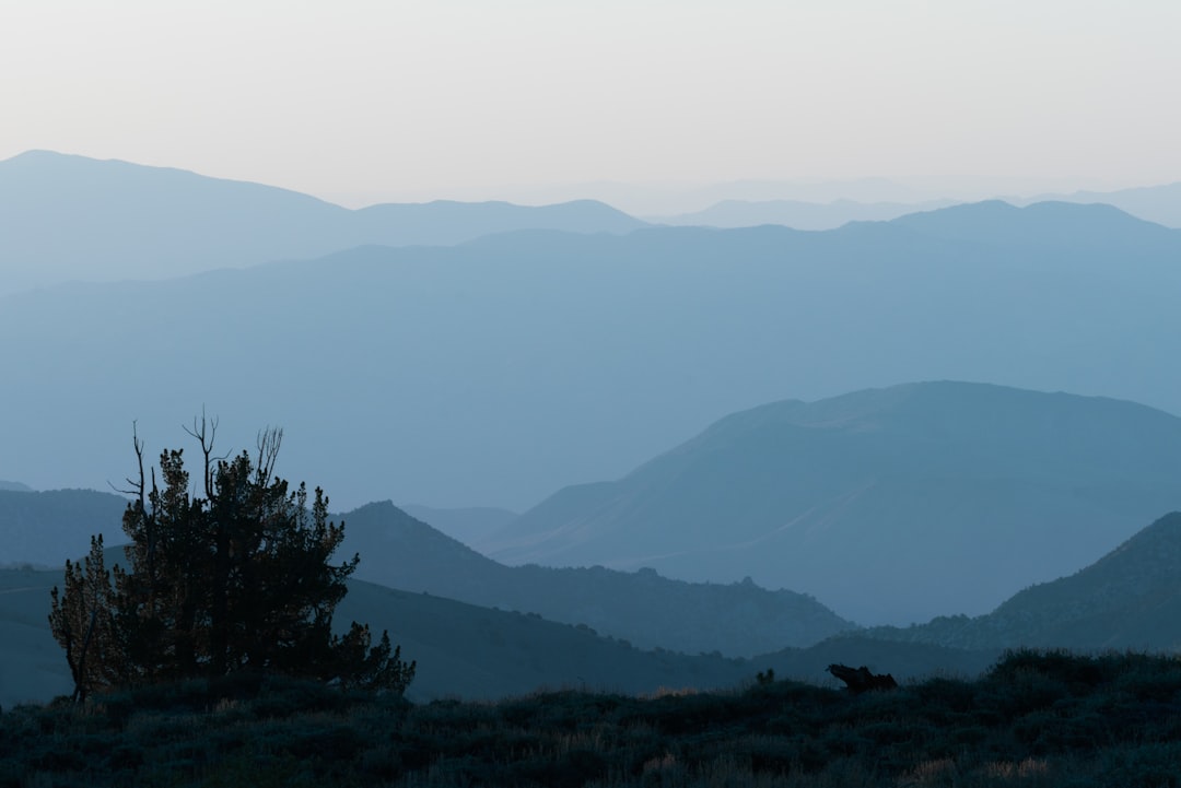 green trees and mountains during daytime