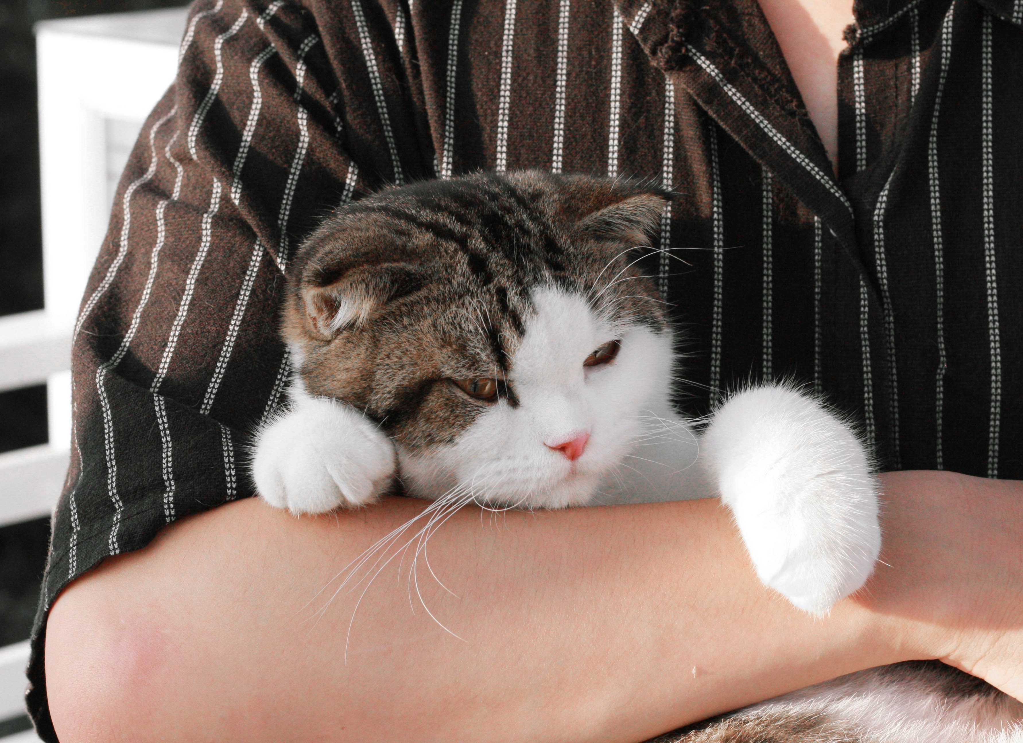 The Science Behind Lap Cat Behavior (image credits: unsplash)