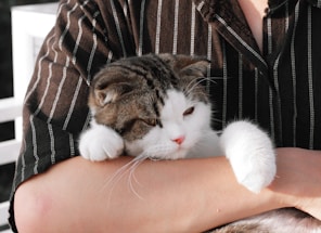 A gentle cat resting peacefully in a volunteer's arms, surrounded by soft blankets.