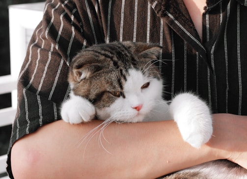 A gentle cat resting peacefully in a volunteer's arms, surrounded by soft blankets.