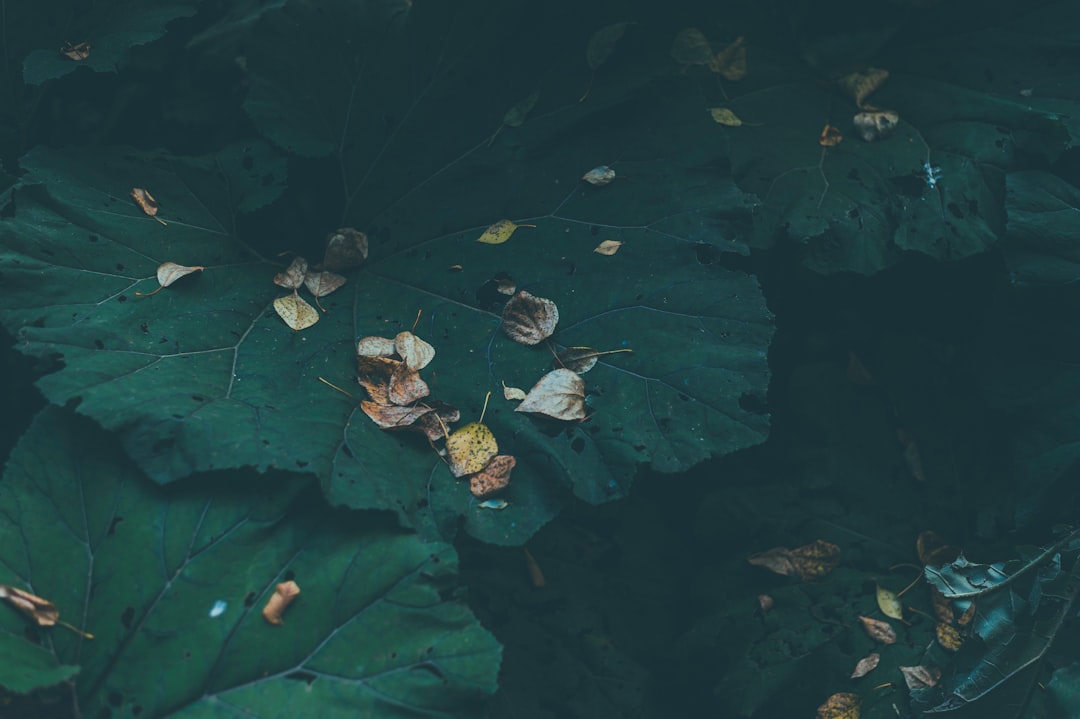 green leaves on black surface