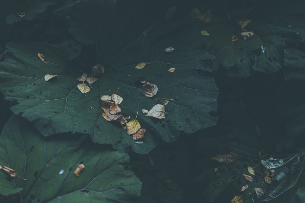 green leaves on black surface