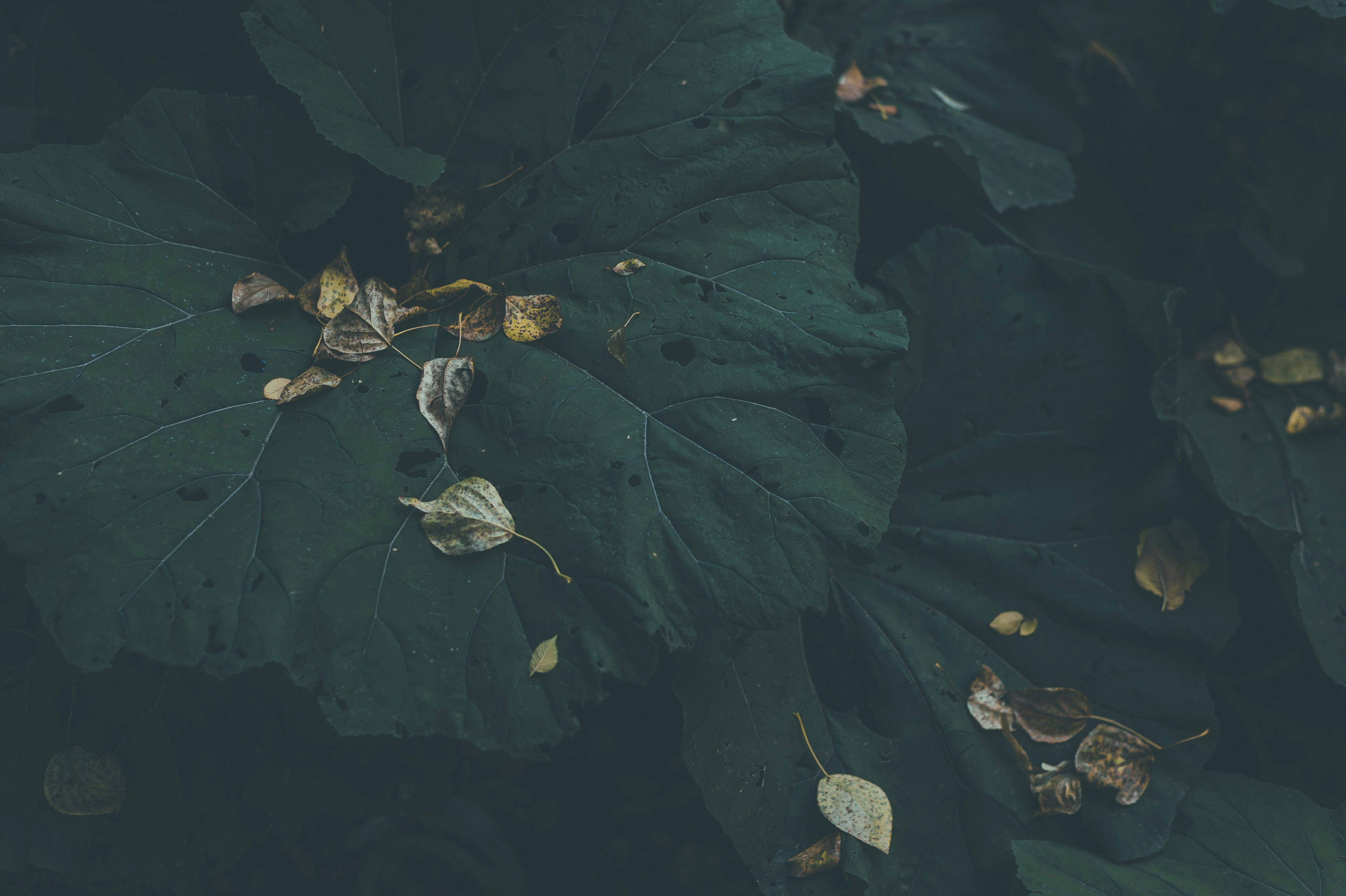 Photo by vonshnauzer