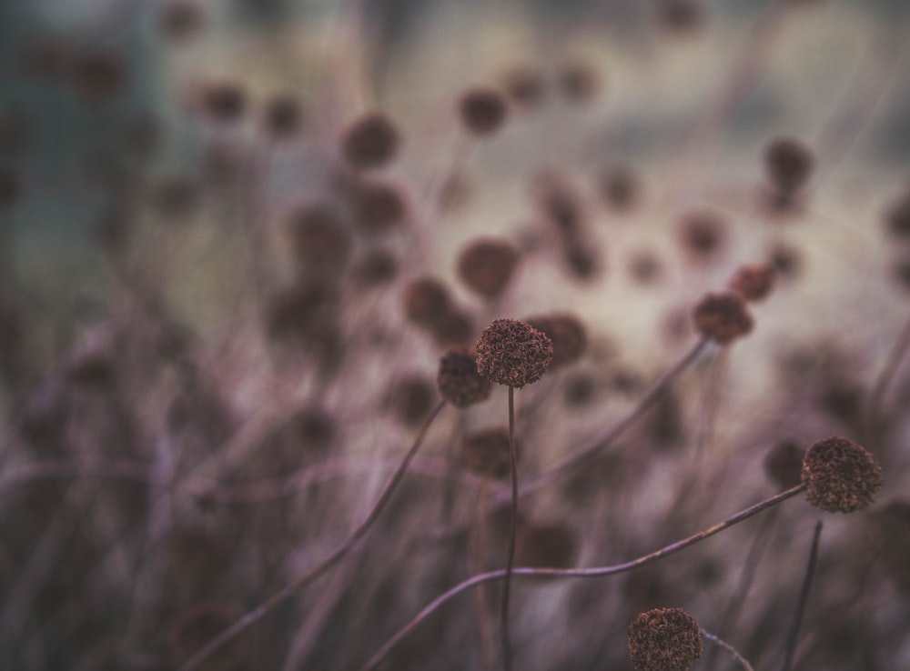 brown flower buds in tilt shift lens