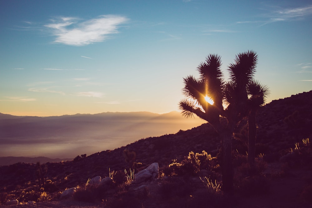 the sun is setting over a mountain with a cactus in the foreground