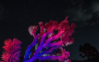 A Joshua tree stands under a starry night sky, illuminated with vibrant colors of purple and red, creating a striking contrast against the dark background.