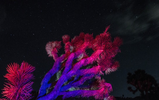 A Joshua tree stands under a starry night sky, illuminated with vibrant colors of purple and red, creating a striking contrast against the dark background.