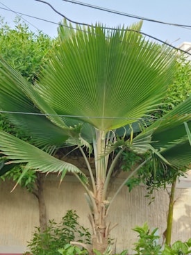 A lush, green fan palm tree with broad, fan-shaped leaves is situated in front of a concrete wall. The tree's trunk is tall and slender, with smaller plants and shrubs at its base. Overhead, there are several wires running across the image.