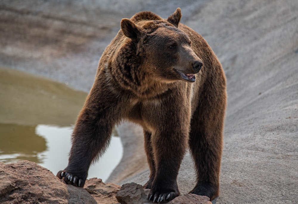 brown bear walking on brown sand during daytime