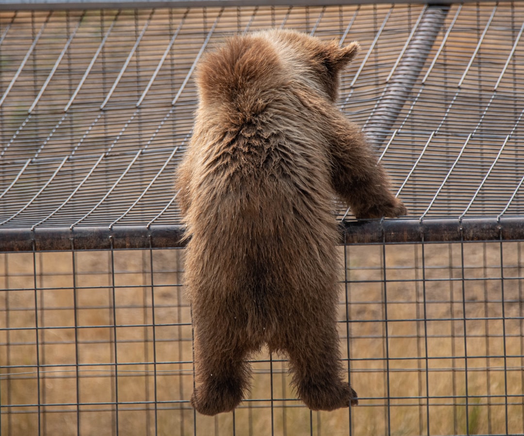 brown bear on black metal cage