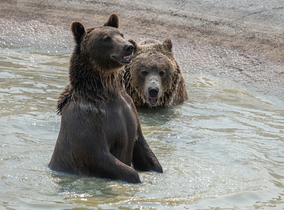 brown bear on water during daytime