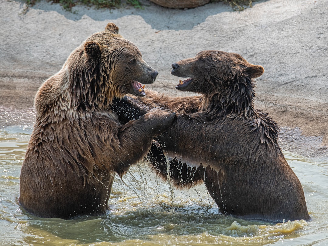2 bears in water during daytime