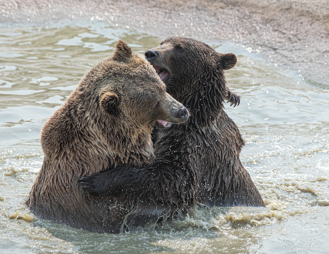 grizzly bear on water during daytime