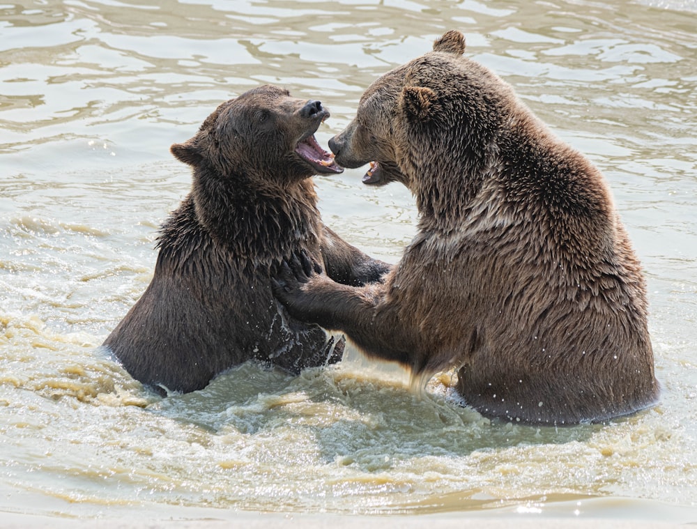 brown bear on water during daytime