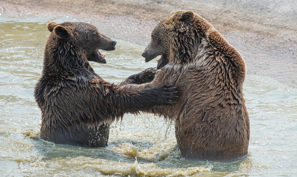 brown bear on water during daytime