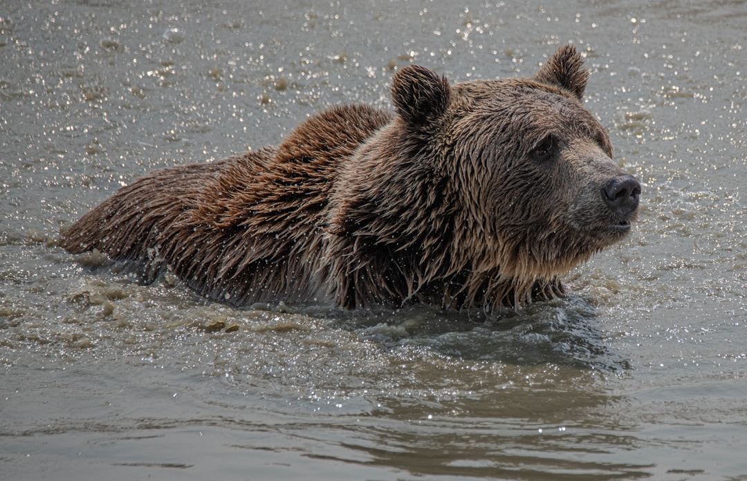 brown bear on water during daytime