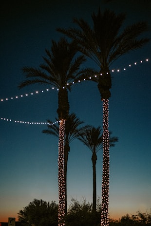 green palm tree during night time
