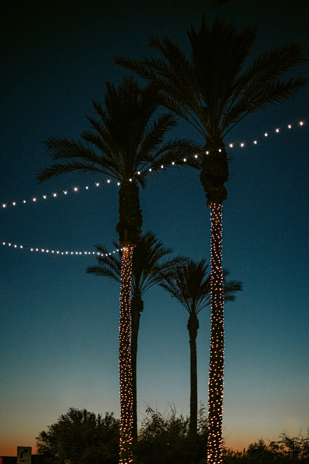 green palm tree during night time