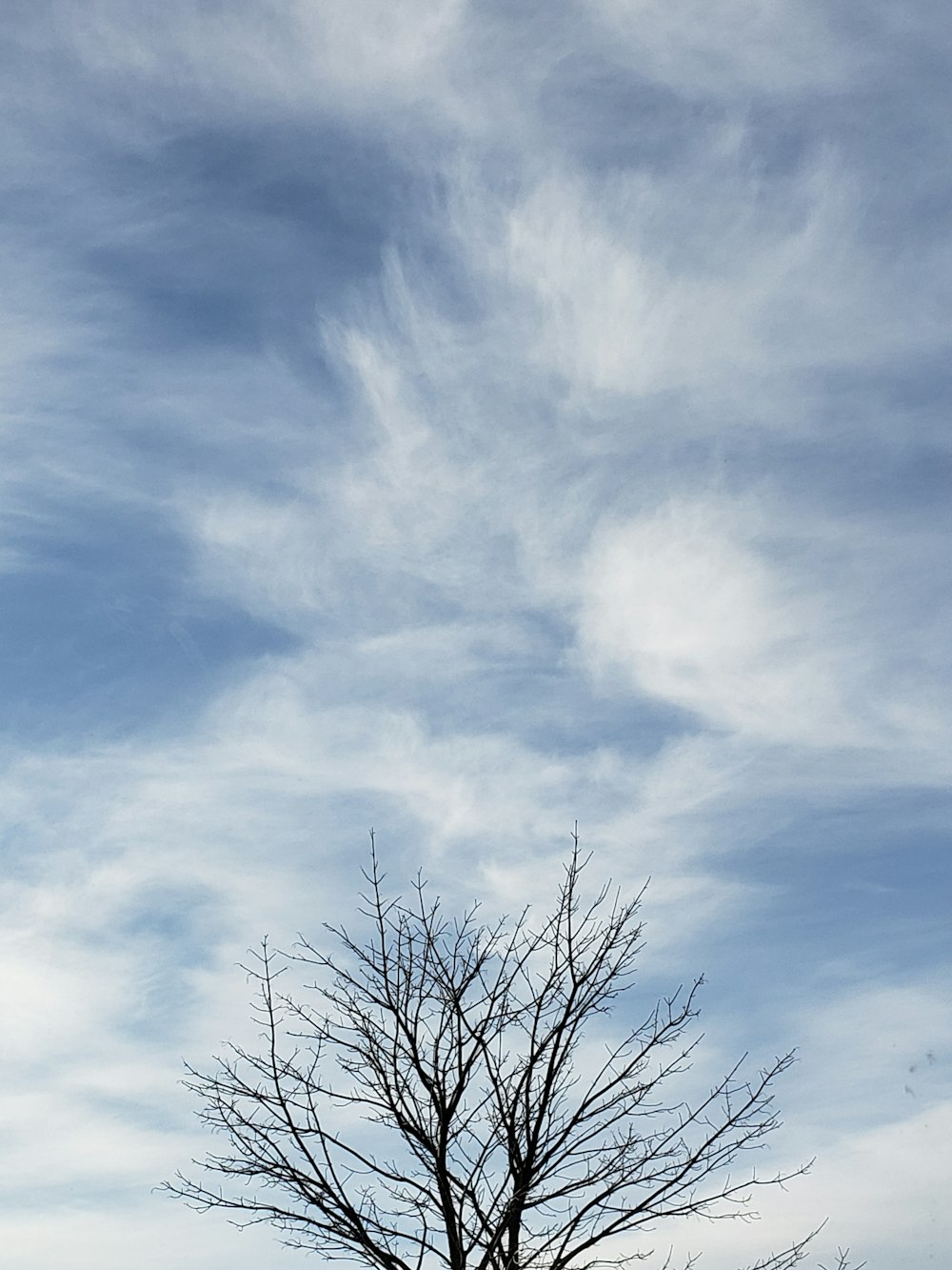 a lone tree in a grassy field under a cloudy blue sky