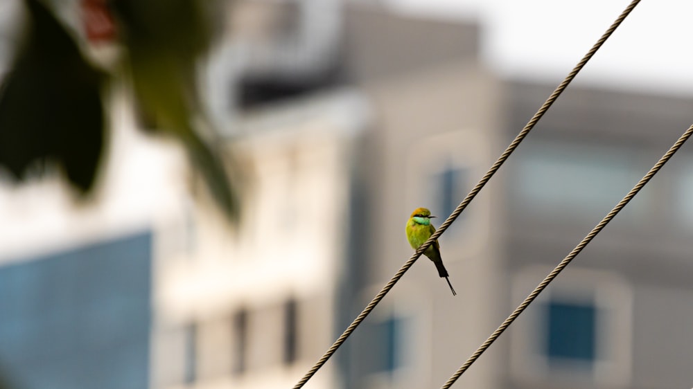 yellow and green bird on black wire during daytime