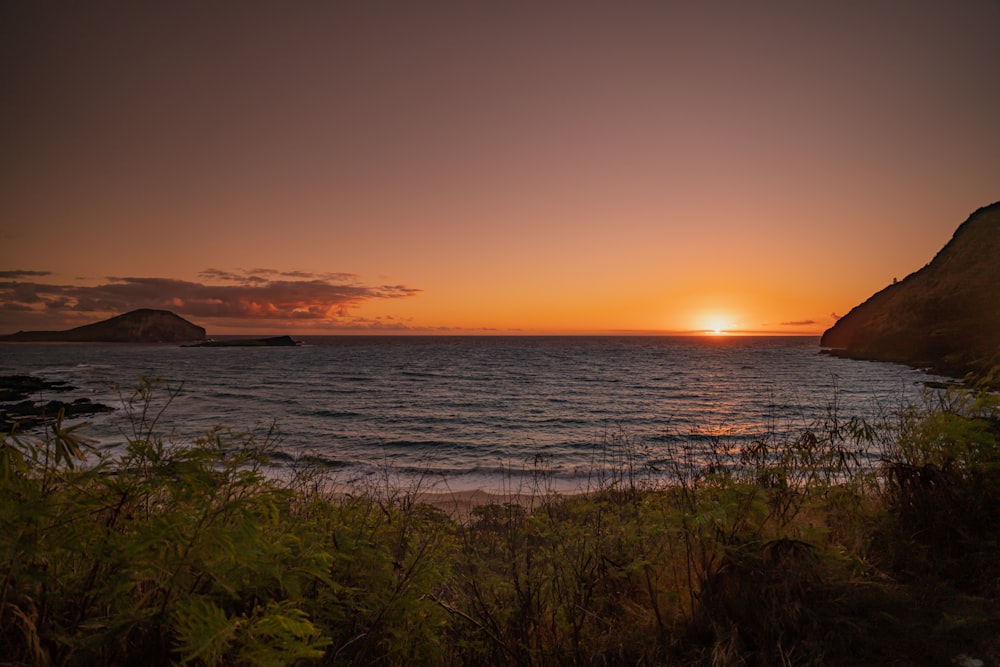 green grass near body of water during sunset