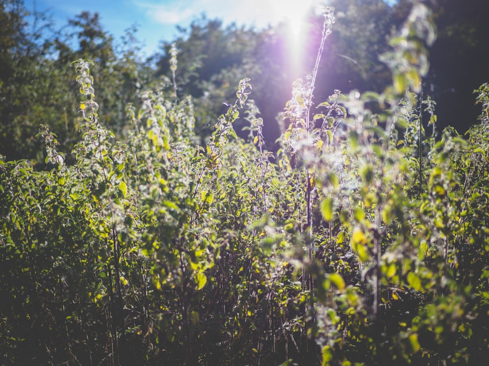 yellow flower field during daytime