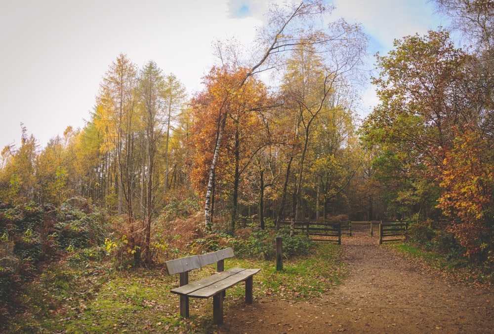 brown wooden bench near brown trees during daytime