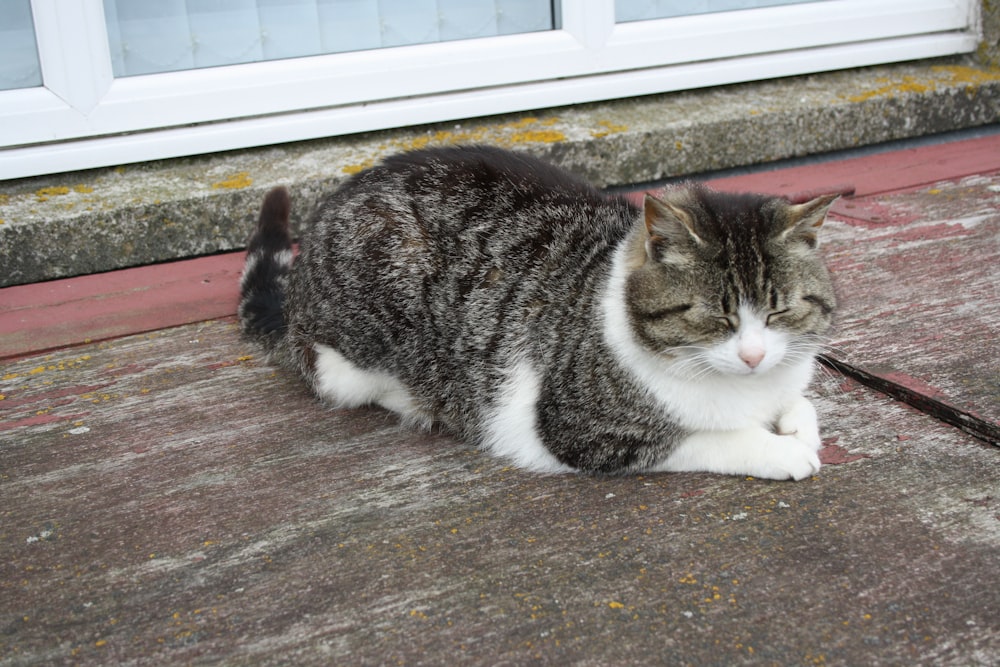 black and white tabby cat lying on black and gray concrete floor