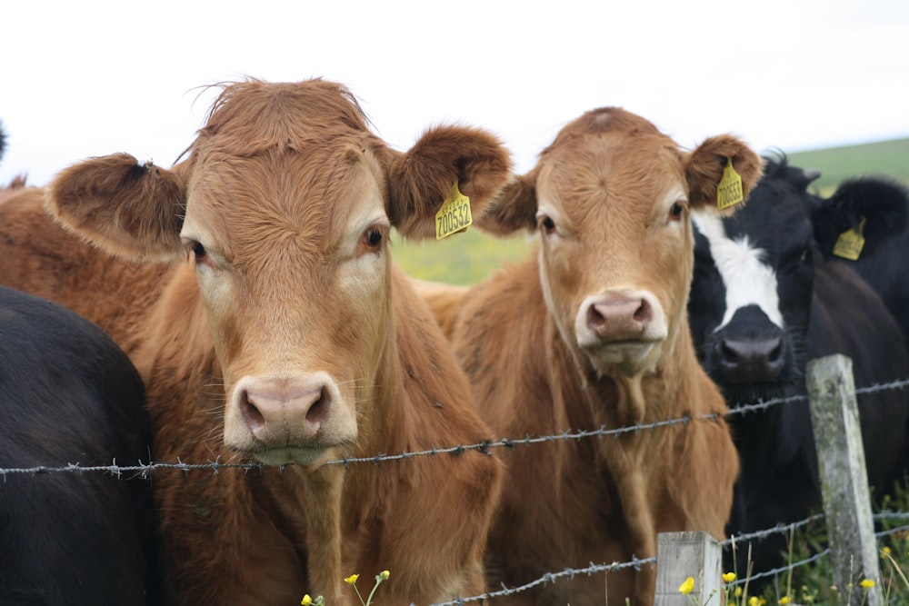 brown cow on green grass field during daytime