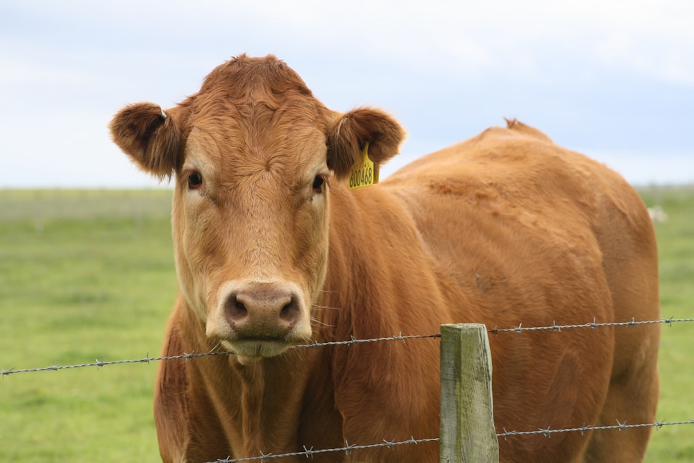 brown cow on green grass field during daytime