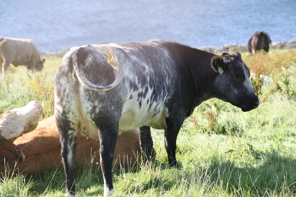 brown cow on green grass field during daytime