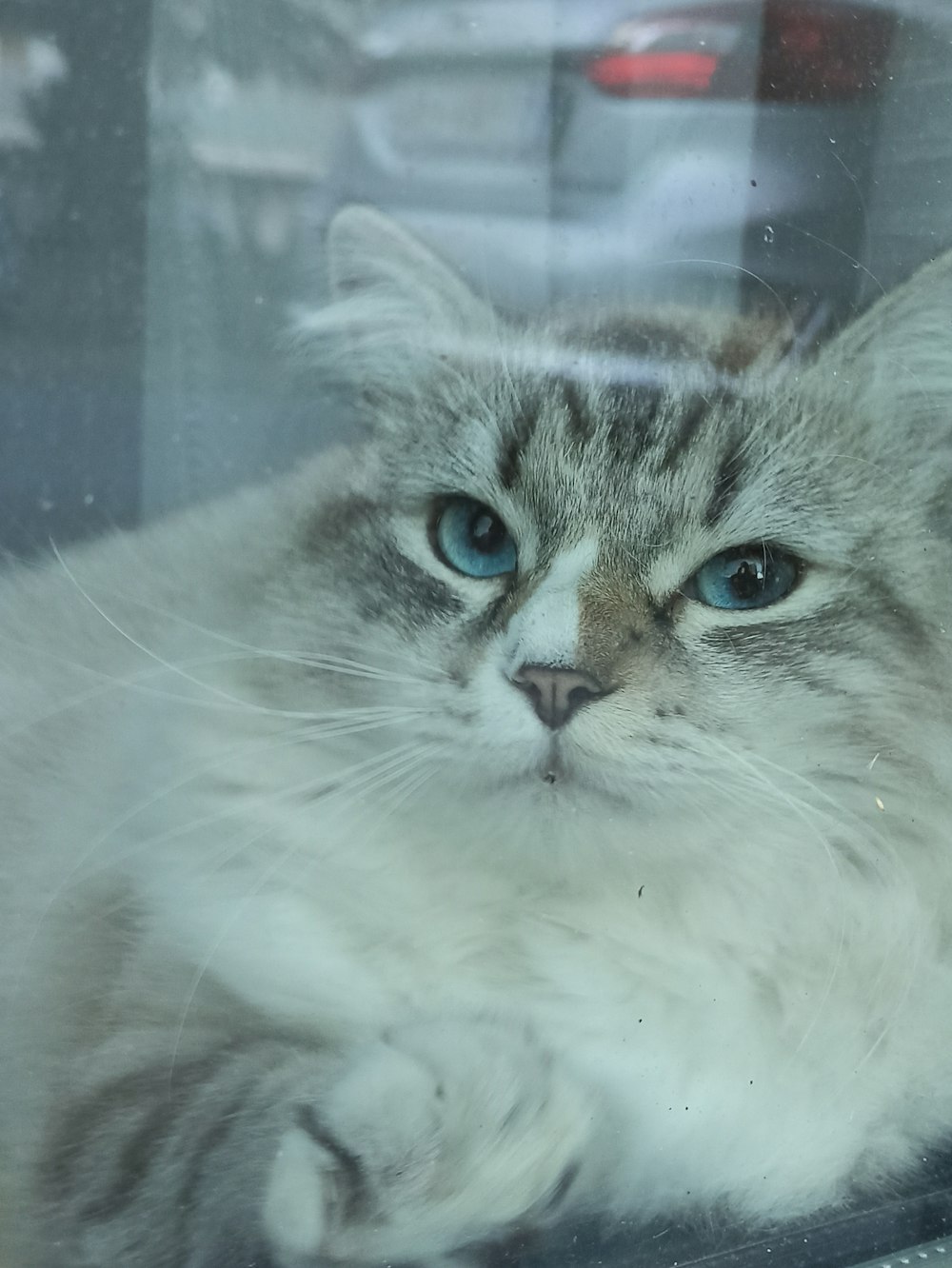 white and brown tabby cat